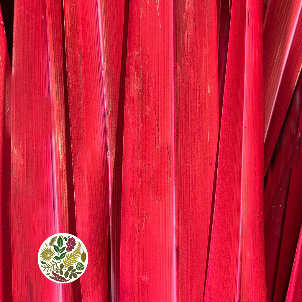 Phormium 'Leaves' (Painted) (Various Colours) 1m (x10)