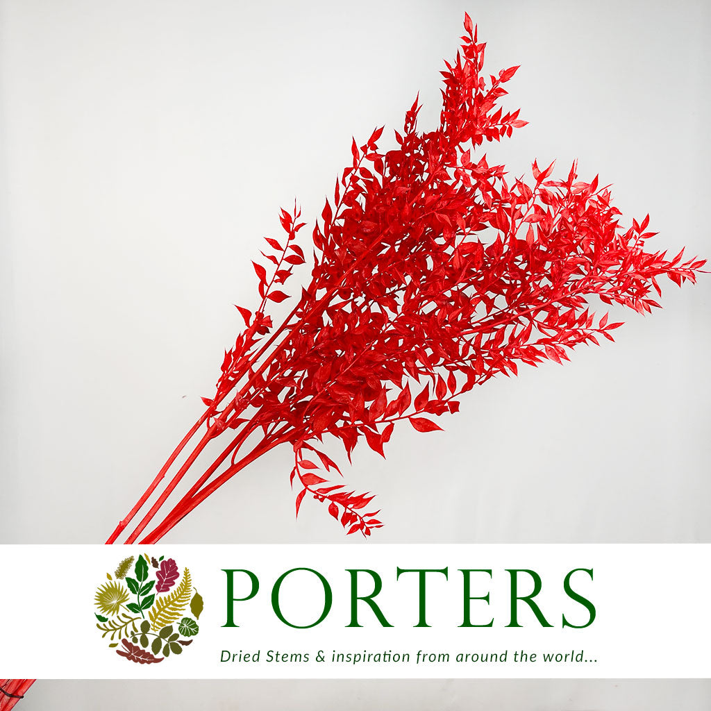 Ruscus 'Wild' (Coloured) (DRY) (x5)