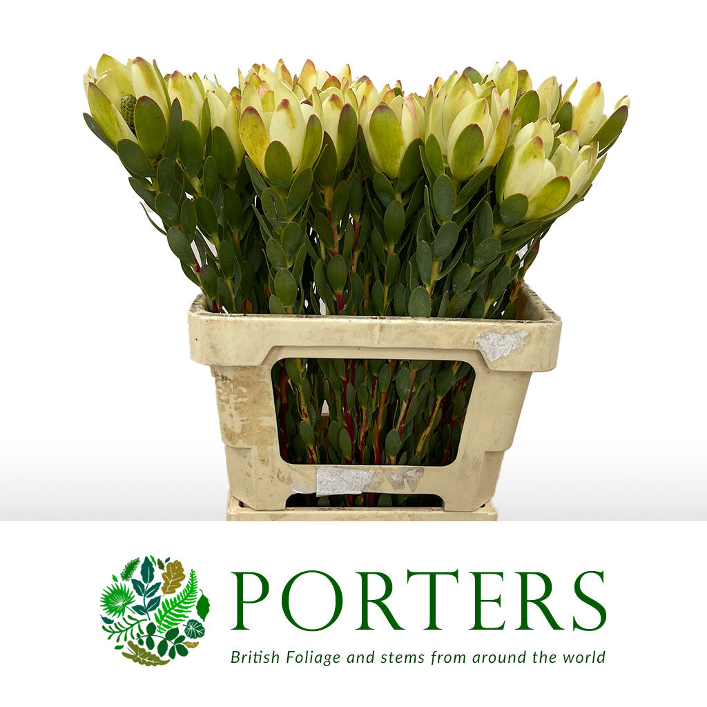 Leucadendron &#39;Discolor&#39; (Various Lengths)
