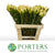 Leucadendron 'Discolor' (Various Lengths)