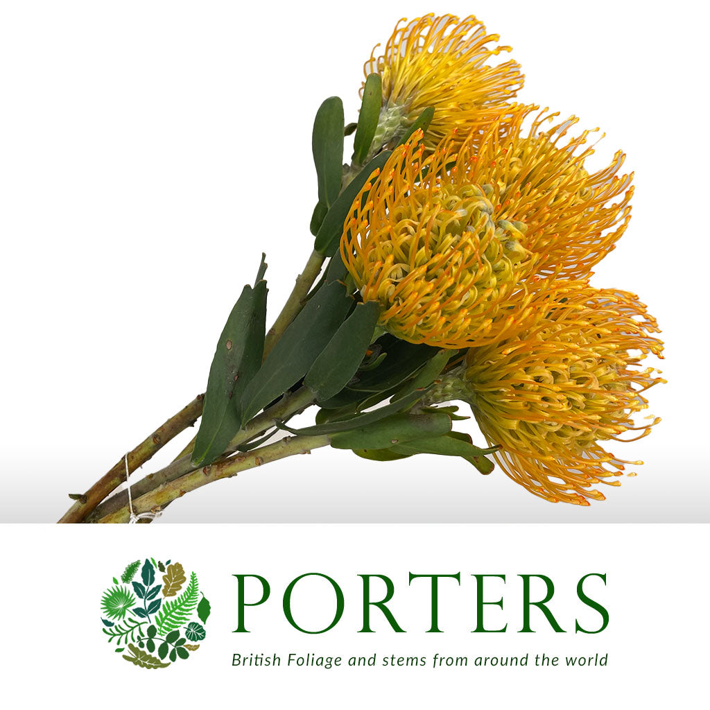 Pincushion Protea 'Jelena' (Various Lengths)