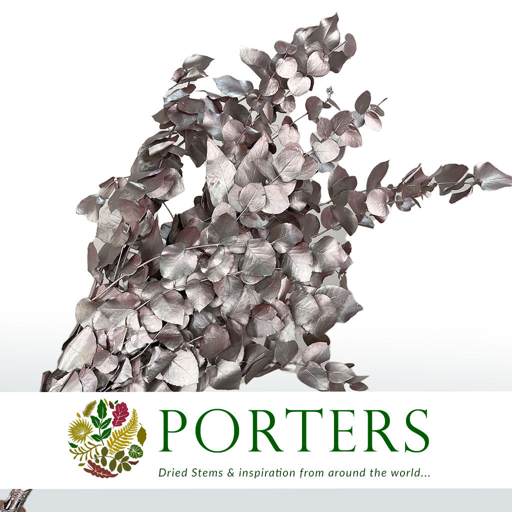 Eucalyptus 'Stuartiana' (Stabilised) (Painted) (DRY) (Various Colours)