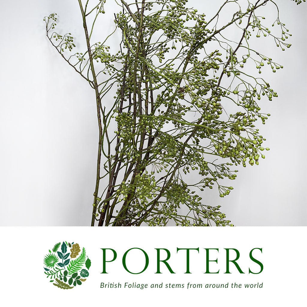 Rose Hips &#39;Corallo&#39; Green Natural (Various Heights)