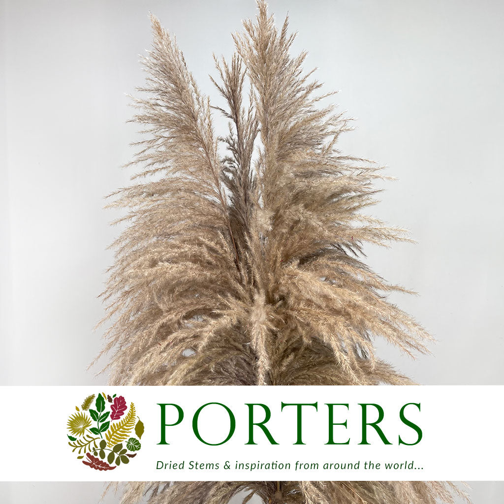 Grass &#39;Pampas&#39; (Sacuara) (Natural Brown) (DRY) (Various Sizes) (x5)