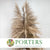 Grass 'Pampas' (Sacuara) (Natural Brown) (DRY) (Various Sizes) (x5)