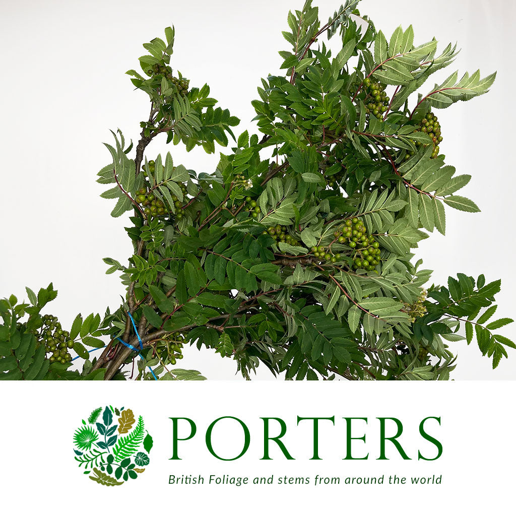 Rowan &#39;Mountain Ash&#39; (Wild) (Various Sizes)
