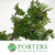 Rowan 'Mountain Ash' (Wild) (Various Sizes)
