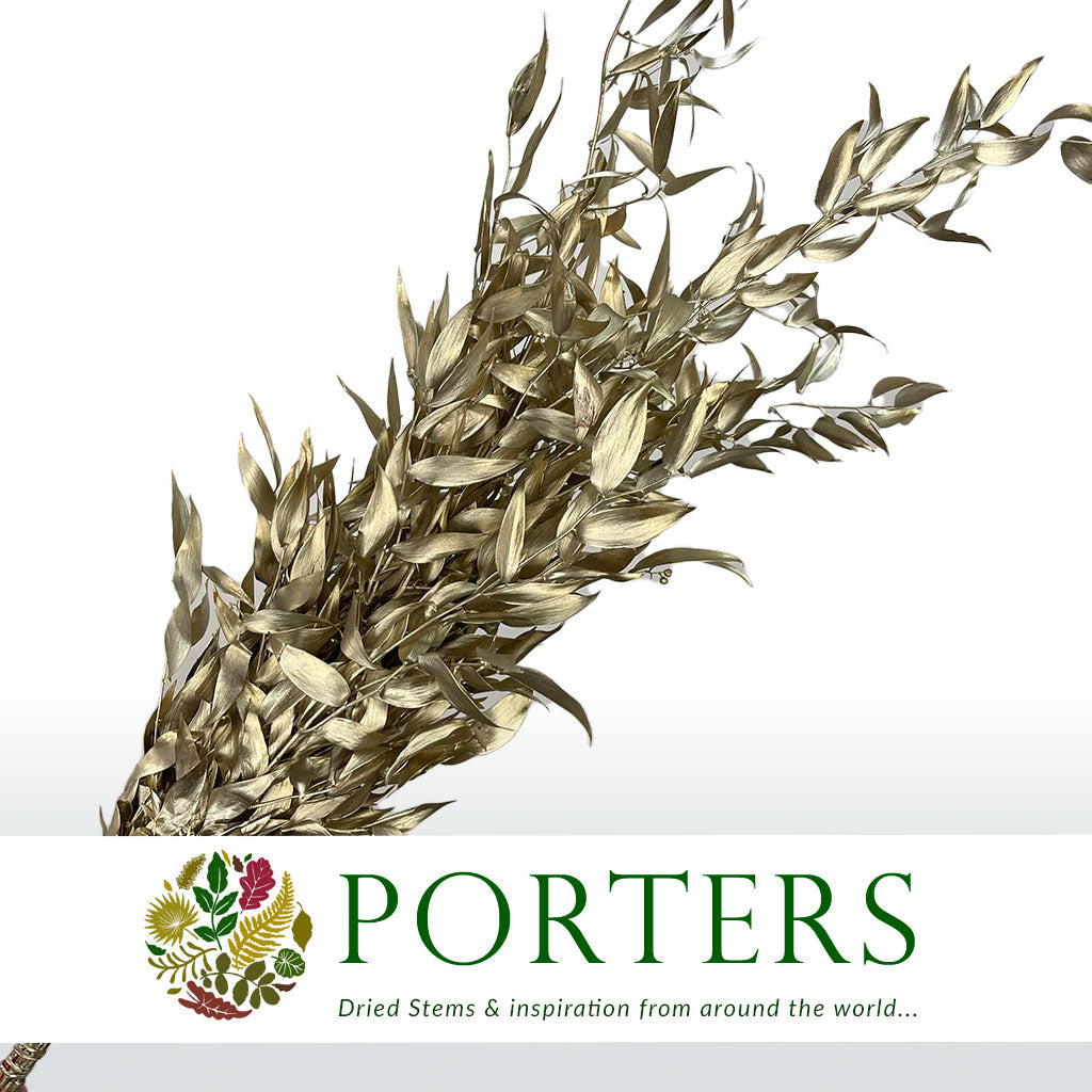 Ruscus 'Trailing' (Preserved & Painted) (DRY) (Various Colours)