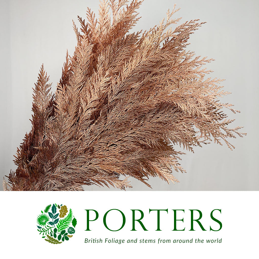 Conifer (Painted) (Various Colours)