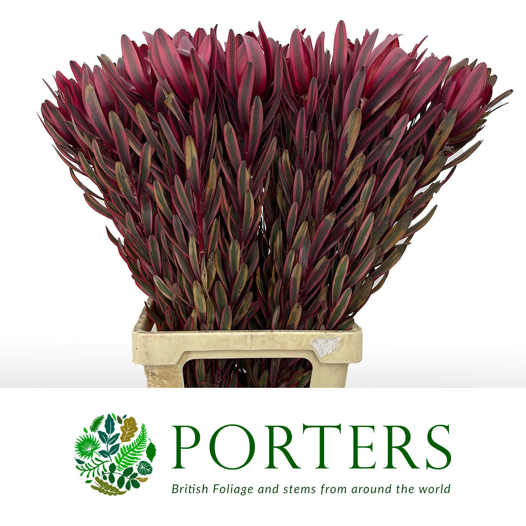 Leucadendron &#39;Jester&#39; (Various Lengths)