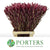 Leucadendron 'Jester' (Various Lengths)