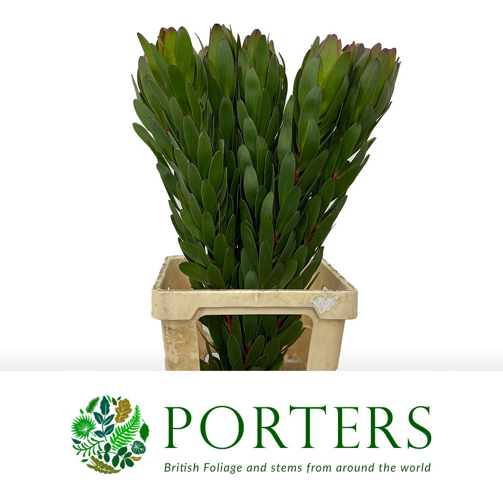 Leucadendron &#39;Gold Strike&#39; (Various Lengths)
