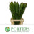 Leucadendron 'Gold Strike' (Various Lengths)
