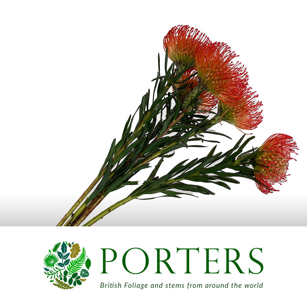 Pincushion Protea &#39;Succession&#39; (Various Lengths)