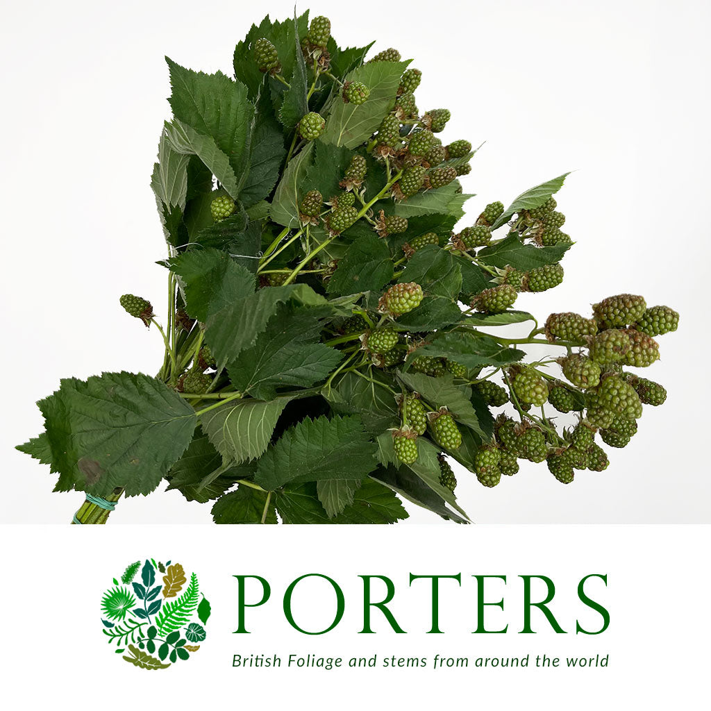 Blackberry 'Fruit with Green Berries' (Various Lengths)