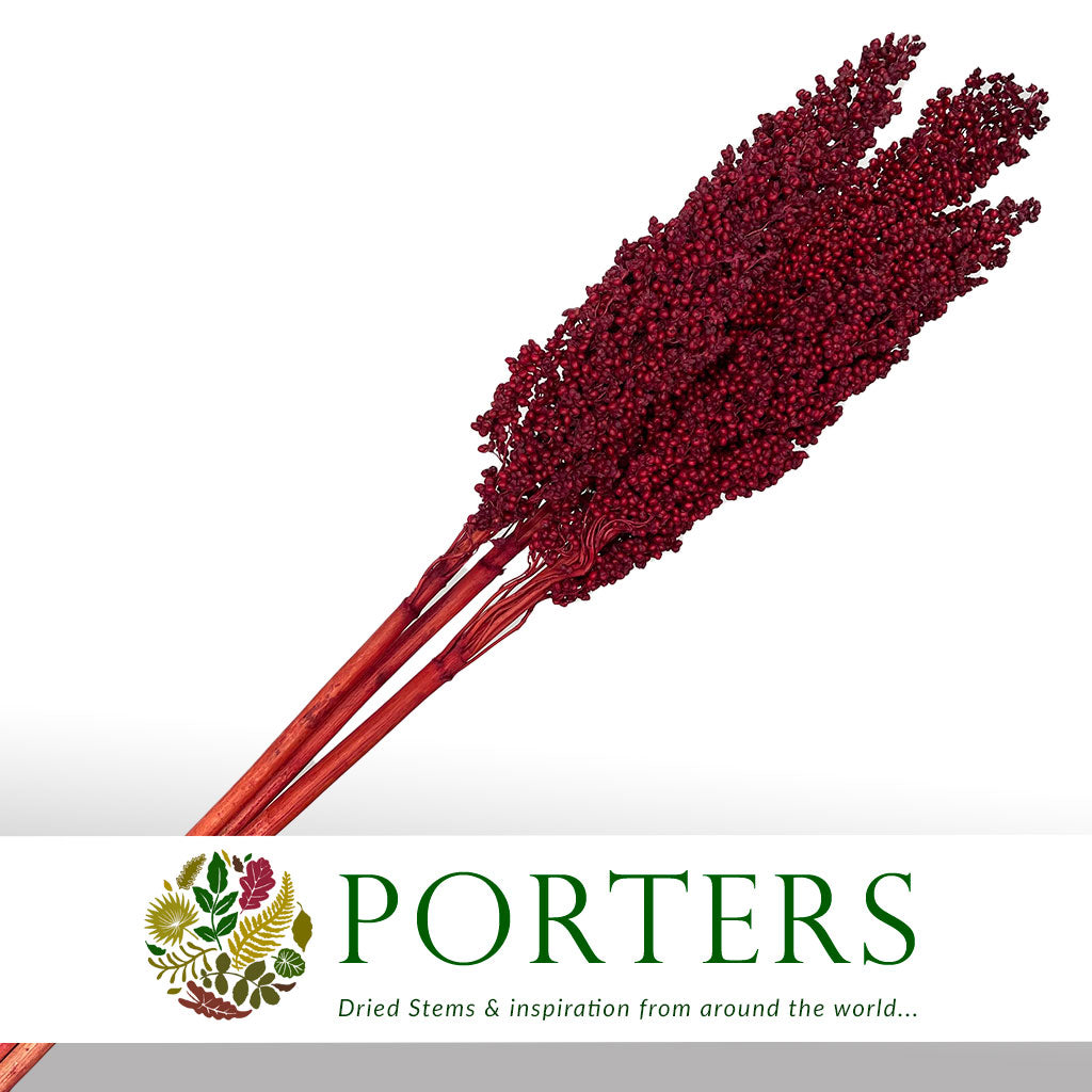 Grass 'Sorgum' (Painted) (DRY) (Various Colours) 70cm (x3)