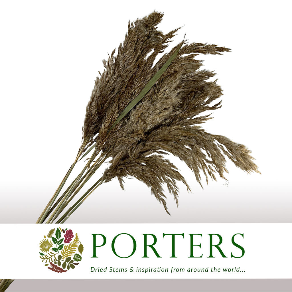 Grass &#39;Reed Grass&#39; (Wild Plume) (Natural) (DRY) 90cm (x10)