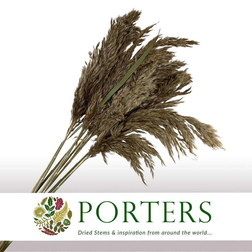 Reed Grass Wild Plume &#39;Natural&#39; DRY 90cm (x10)