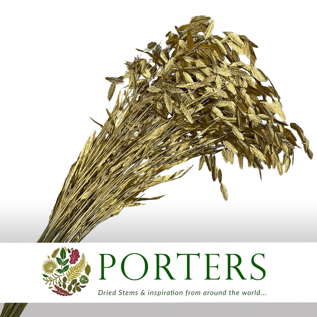 Grass &#39;Sea Oats&#39; (Painted) (Various Colours) (x50)