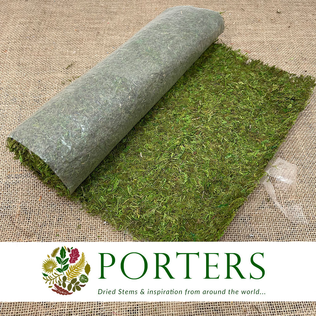 Moss &#39;Sheet&#39; (Asia Moss) (DRY) (Various Sizes)