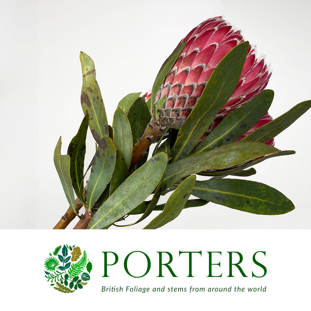 Protea &#39;Empress&#39; (Various Lengths)