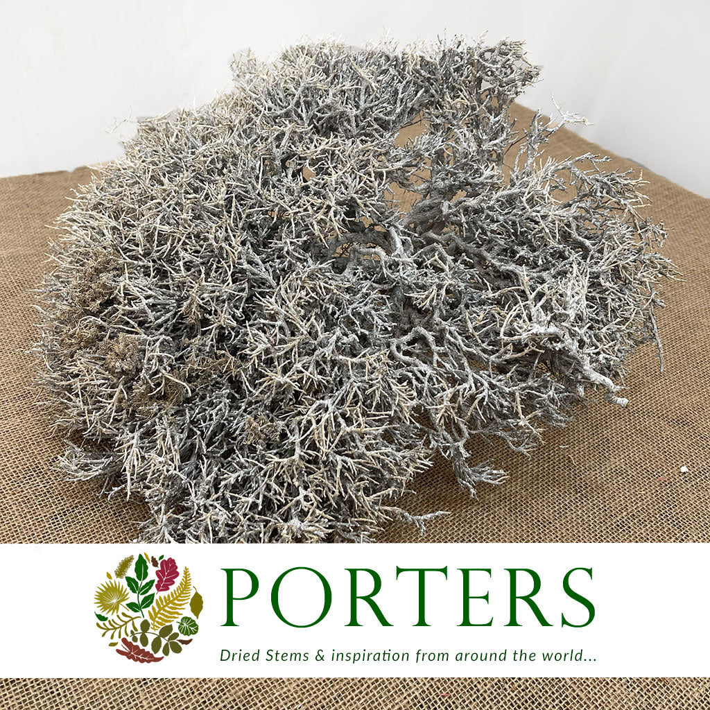 Iron Bush 'Stem' (DRY) (Various Sizes)