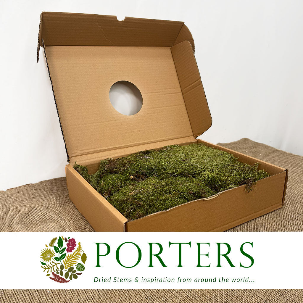 Moss &#39;Flat Moss&#39; (Freeze Dried) (DRY) (Various Sizes)