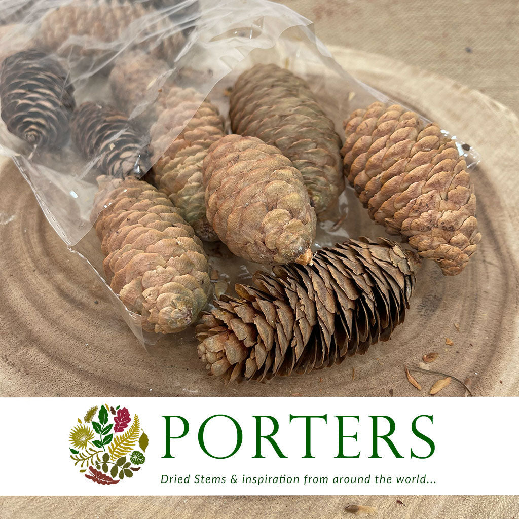 Cones &#39;Spruce&#39; (Natural) (DRY) (L6-8cm) (Various Sizes)