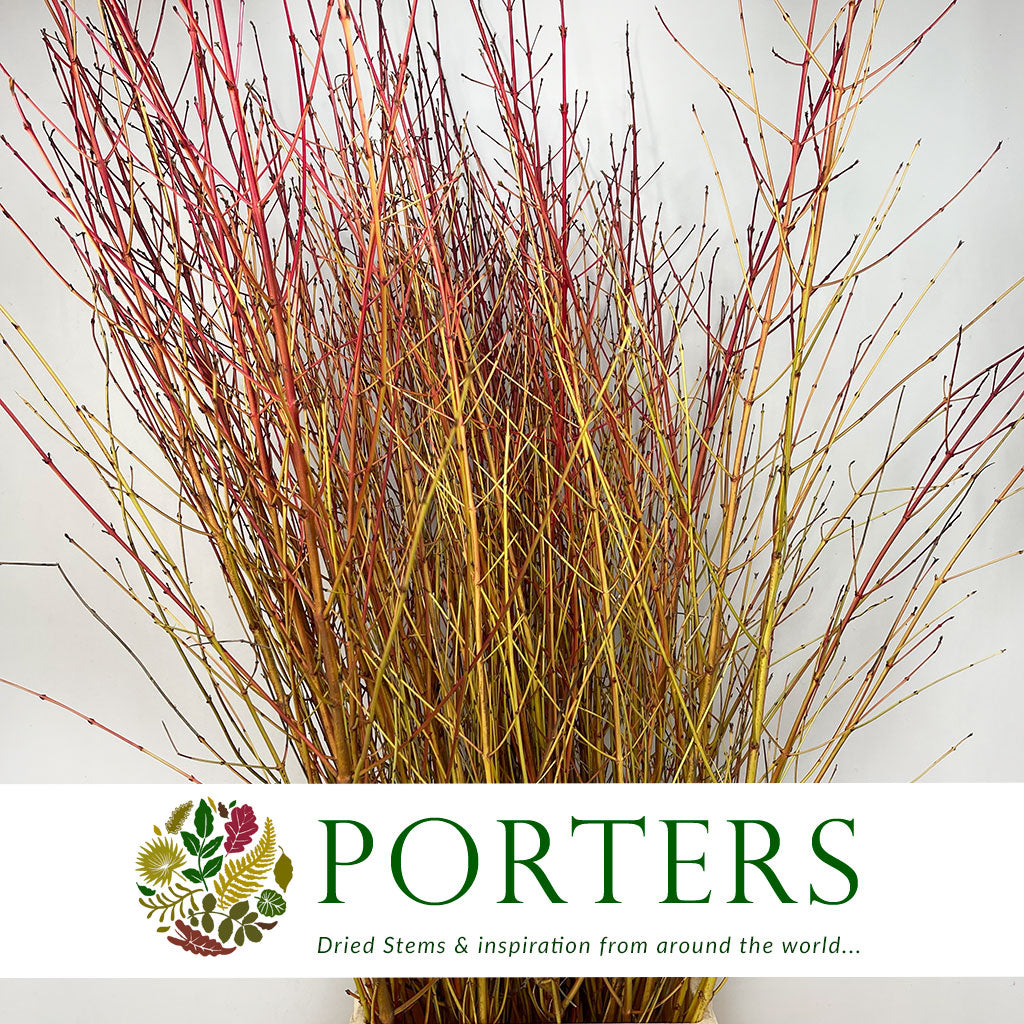 Dogwood &#39;Winter Beauty&#39; (Various Lengths)