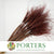 Grass 'Stipa Pennata' (DRY) (Various Colours) 50cm
