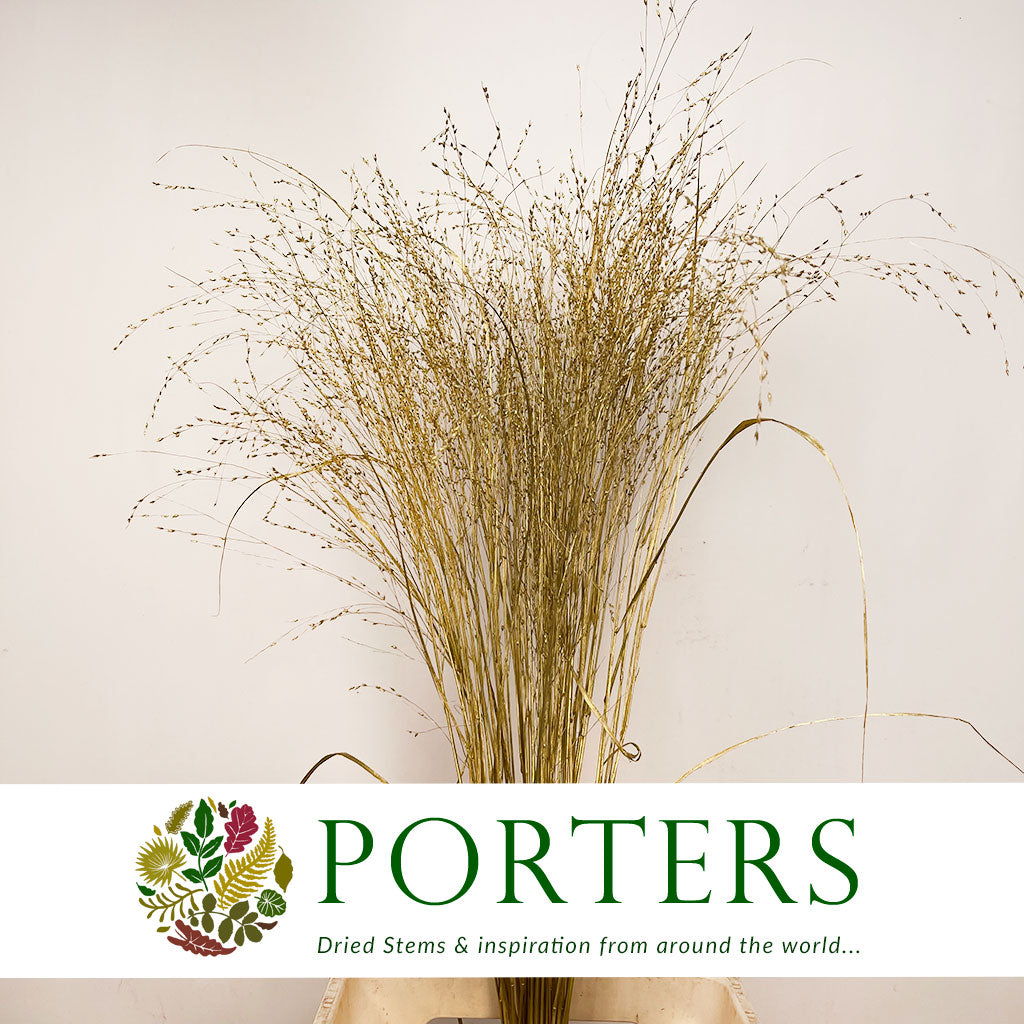 Grass 'Panicum' (Painted) (Fountain Grass) (Various Colours)