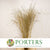 Grass 'Panicum' (Painted) (Fountain Grass) (Various Colours)