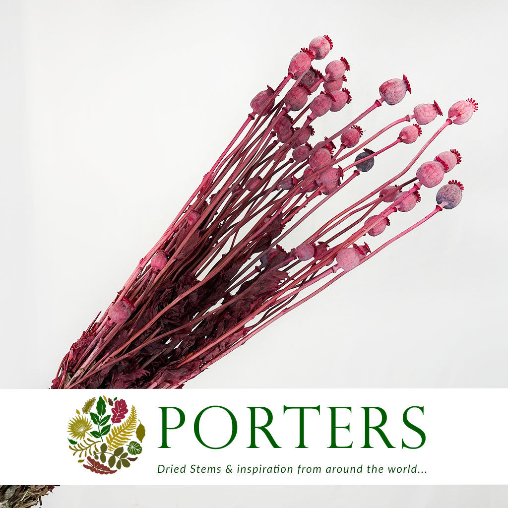 Poppy 'Heads' (Painted) (Large) (DRY) (Various Colours)