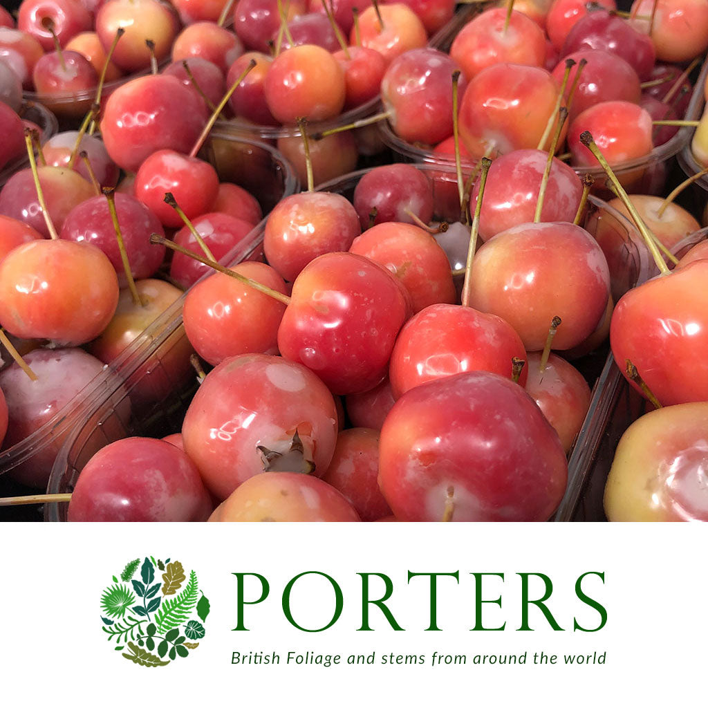 Waxed &#39;Crab Apples&#39; (Various Colours) (Small Tray)