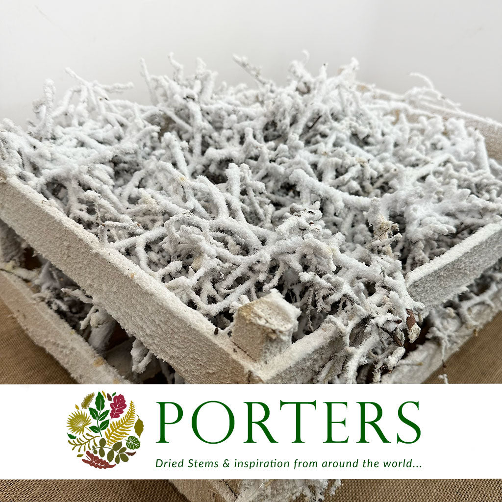 Bonsai &#39;Pieces&#39; (Snow) (DRY) Box