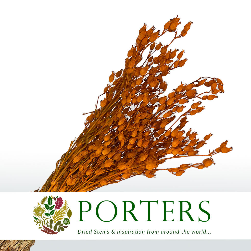 Grass 'Silene Conica' (Coloured Various) (DRY) 40cm