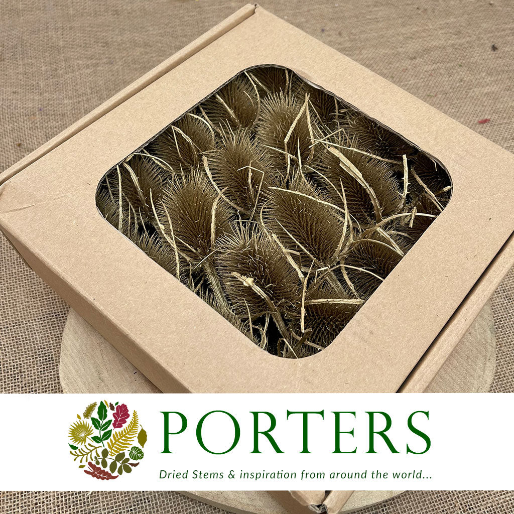 Thistle 'Heads' (Coloured/Bleached) (DRY) (Various Colours)