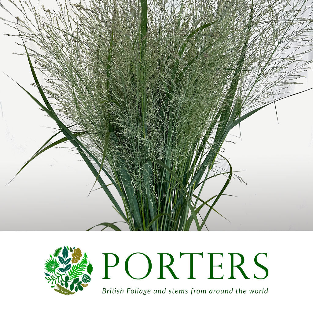 Grass &#39;Panicum&#39; (Dallas Blue) (x10) (Various Sizes)