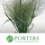 Grass 'Panicum' (Dallas Blue) (x10) (Various Sizes)