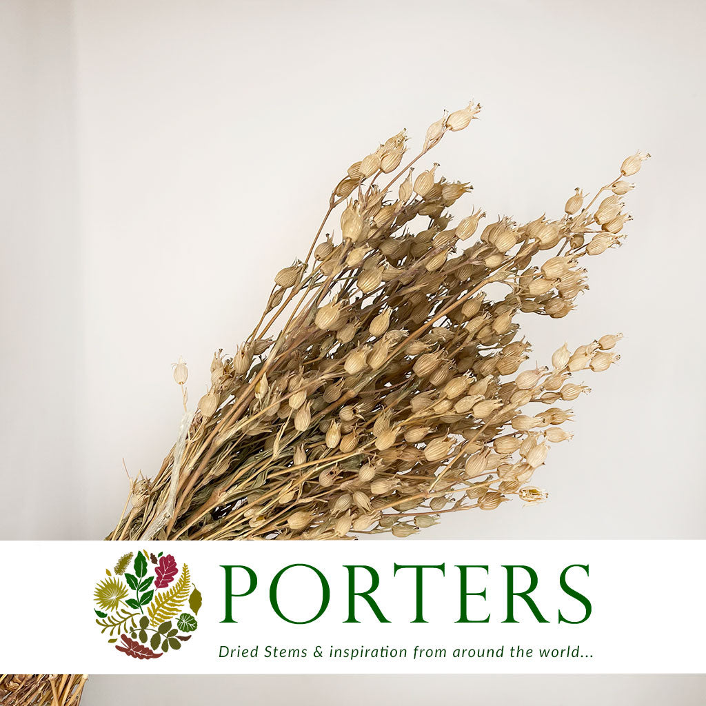 Grass 'Silene Conica' (Coloured Various) (DRY) 40cm