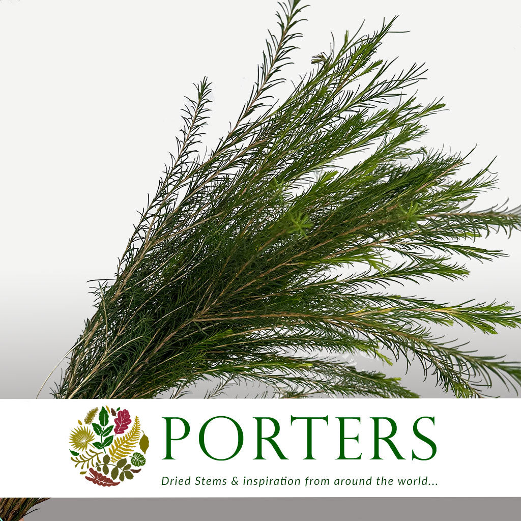 Melaleuca (Cultivated) 60-70cm (x10)