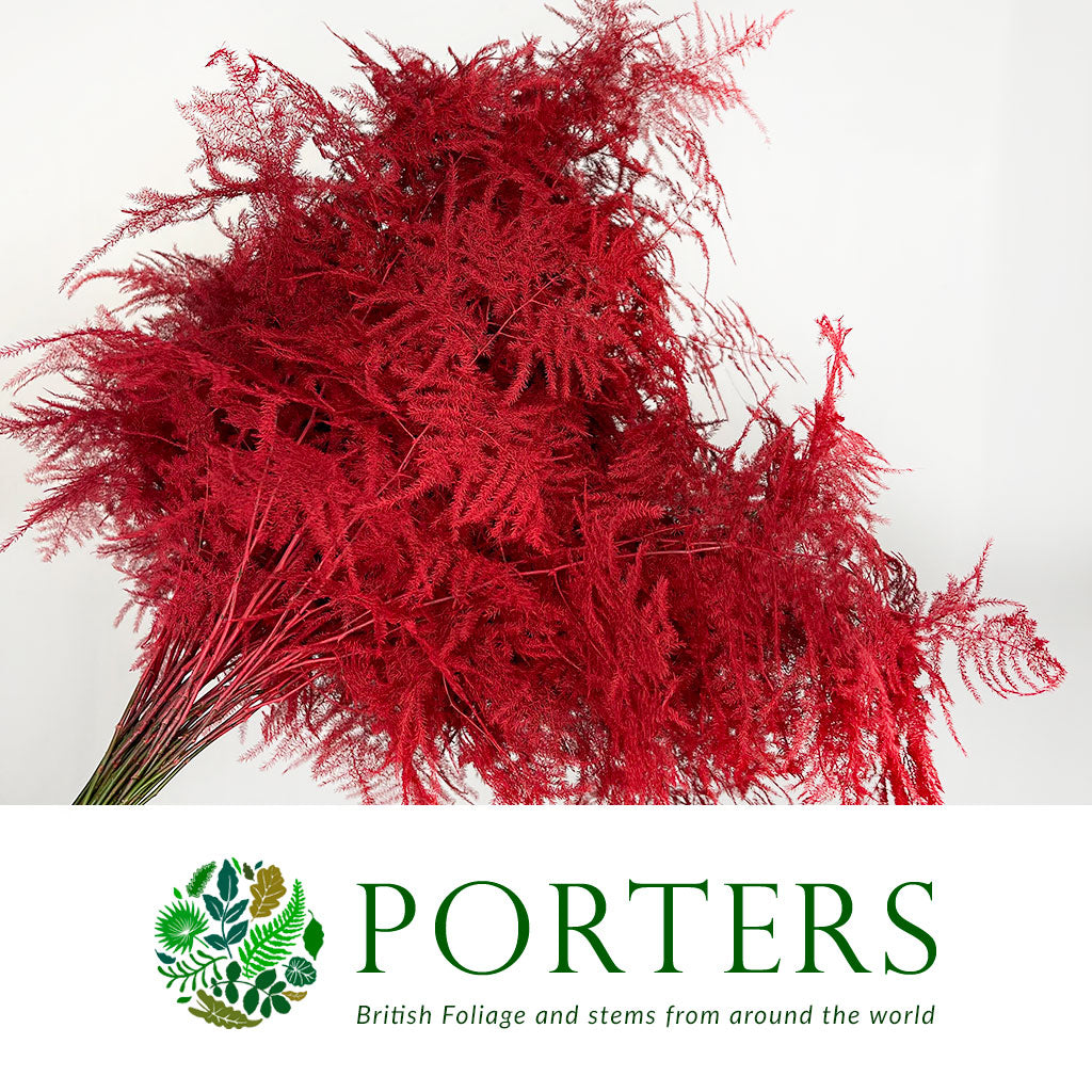 Fern 'Asparagus' (Painted) 65cm (Various Colours) (x50)