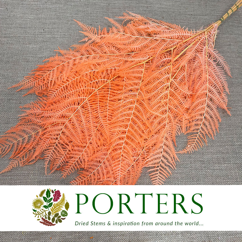 Fern 'Bracken' (Preserved) (DRY) (Various Colours) 60-70cm