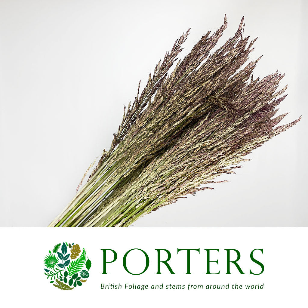 Grass &#39;Panicum&#39; (Umbrella)(Various Sizes)