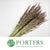 Grass 'Panicum' (Umbrella)(Various Sizes)