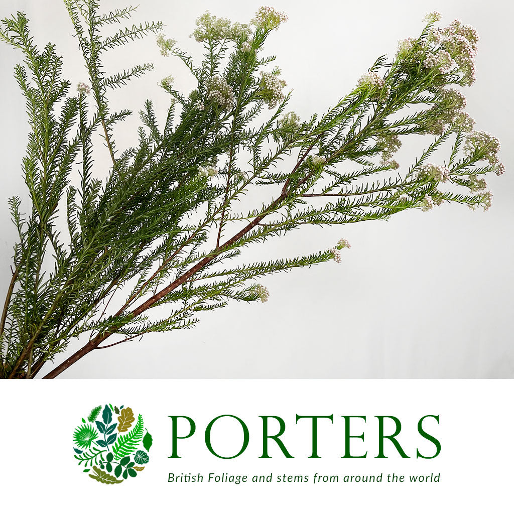 Riceflower 'White' (Various Sizes)