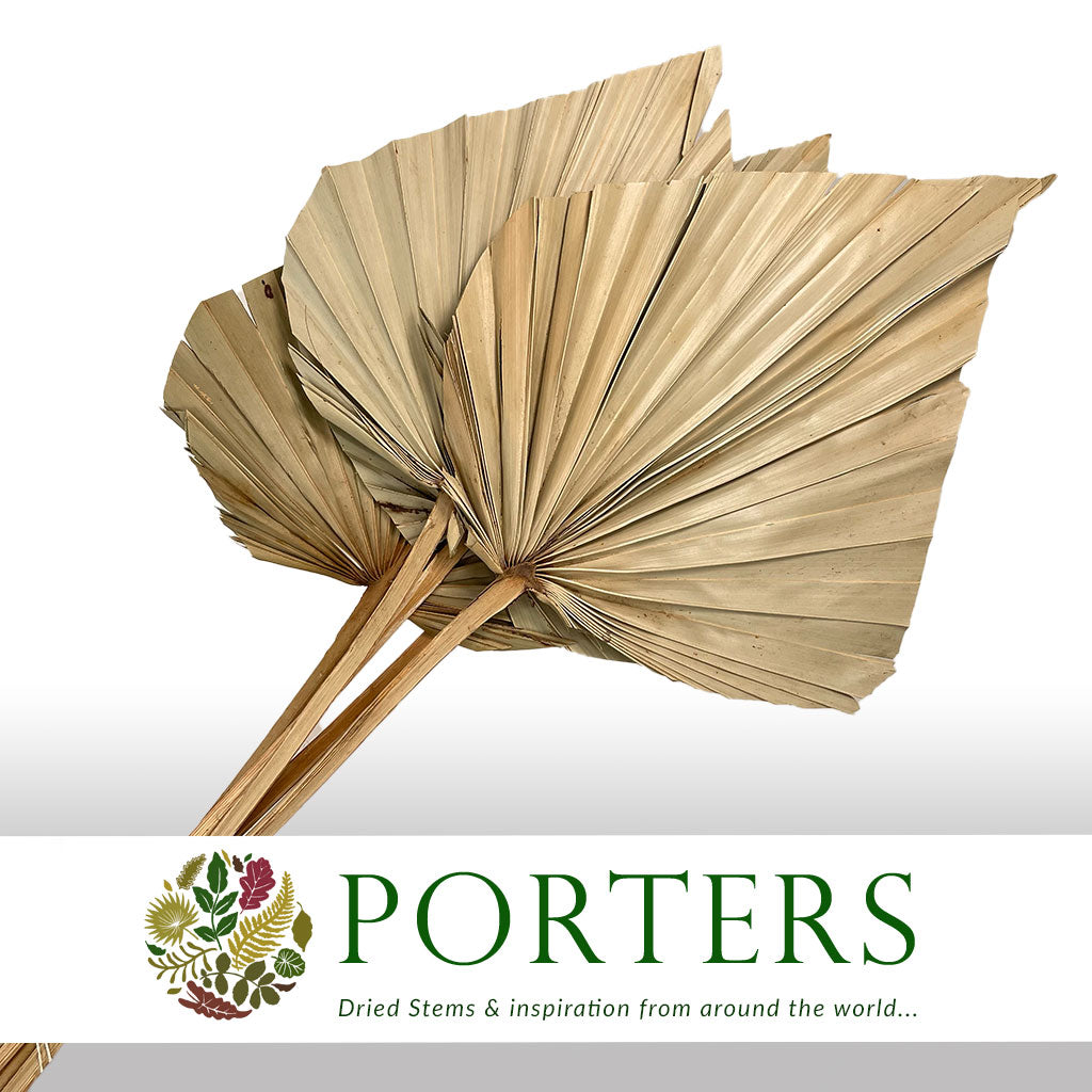 Palm &#39;Spear Palm&#39; Natural (DRY) (Various Sizes)