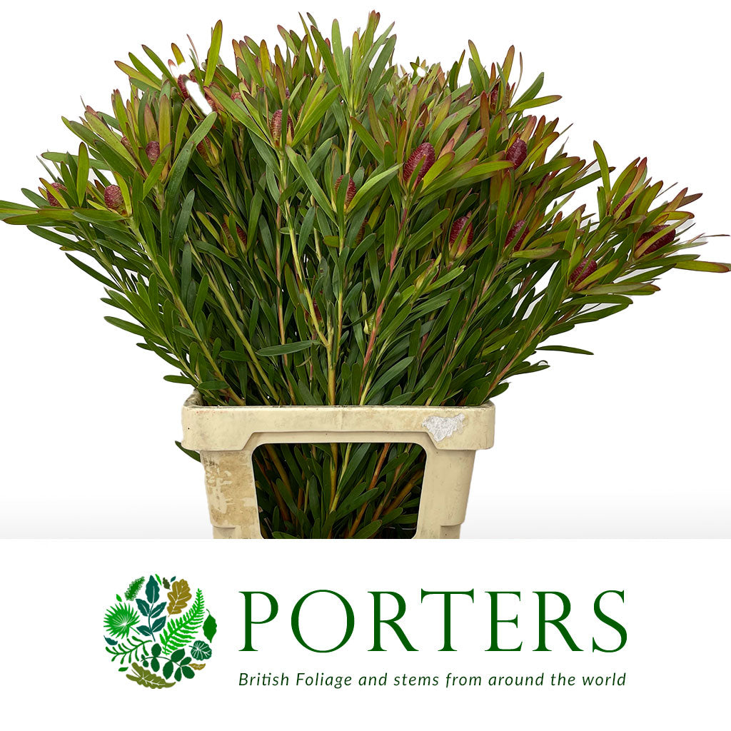 Leucadendron Ayoba 'Cherry Pearl' (Various Lengths)