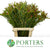 Leucadendron 'Ayoba' (Cherry Pearl) (Various Lengths)