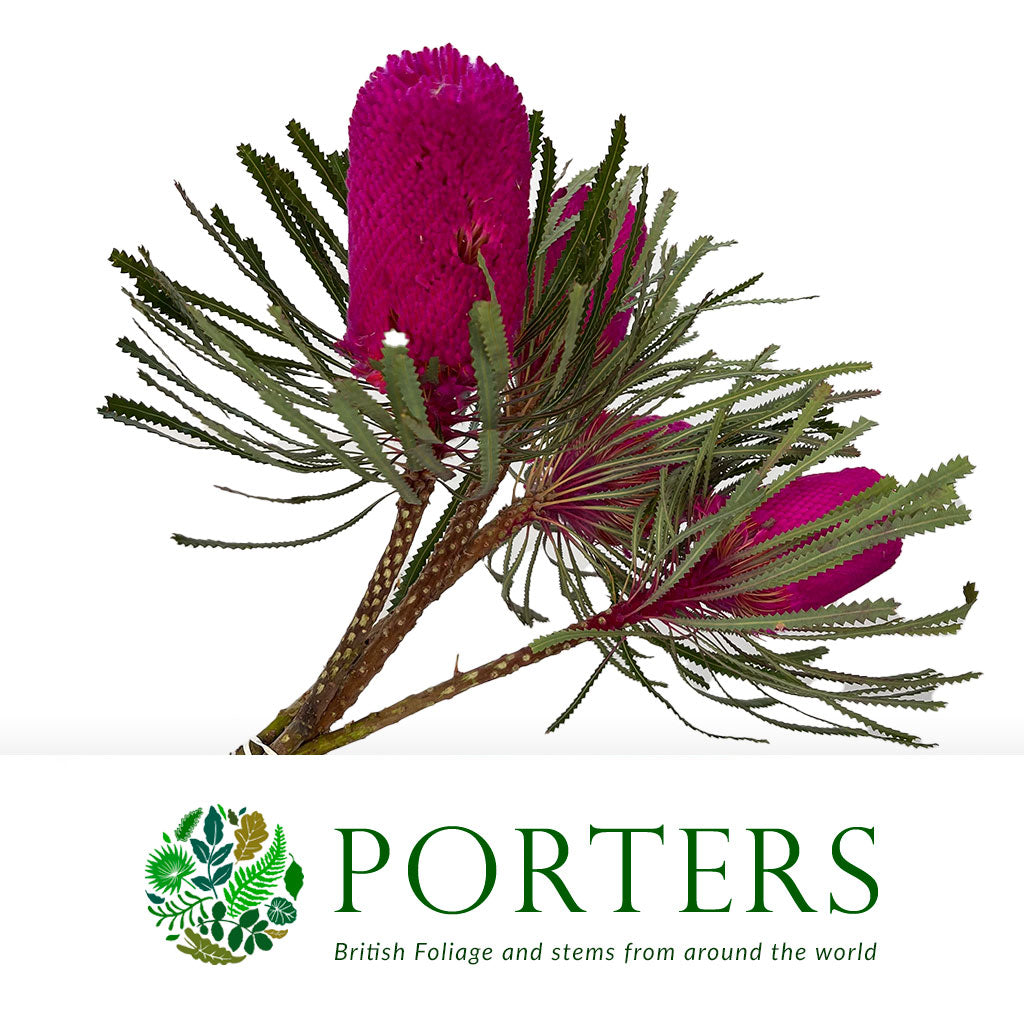 Protea &#39;Banksia&#39; (Hookeri) (Pink) (Various Lengths)